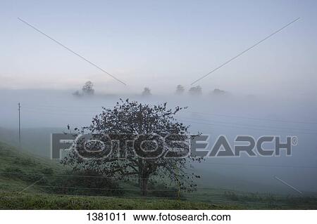 Scenic view of field in foggy weather against sky View Large Photo Image Stock Image - Scenic view of field in foggy weather against sky. Fotosearch