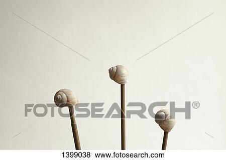 Stock Photo - Seashells on sticks against white background. Fotosearch