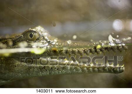 Stock Image - Side view of crocodile in lake. Fotosearch