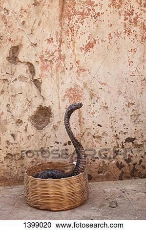 Snake in basket against weathered wall View Large Photo Image Stock Image - Snake in basket against weathered wall. Fotosearch