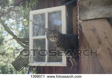 Stock Image - Tabby looking through window of house. Fotosearch