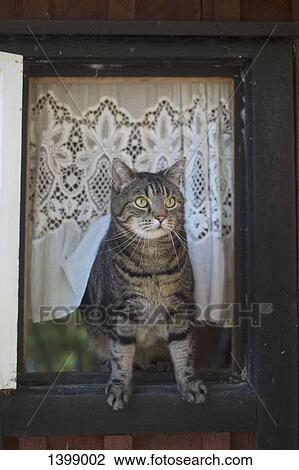 Tabby sitting on window View Large Photo Image Stock Image - Tabby sitting on window. Fotosearch