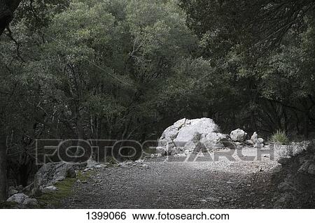 Stock Photograph - Trees growing by rock. Fotosearch
