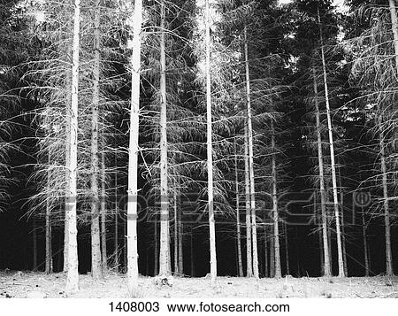 Stock Image - Trees in forest. Fotosearch