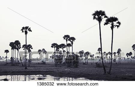 "Trees on landscape against clear sky, Phnom Penh, Cambodia" View Large Photo Image Stock Image - "Trees on landscape against clear sky, Phnom Penh, Cambodia". Fotosearch
