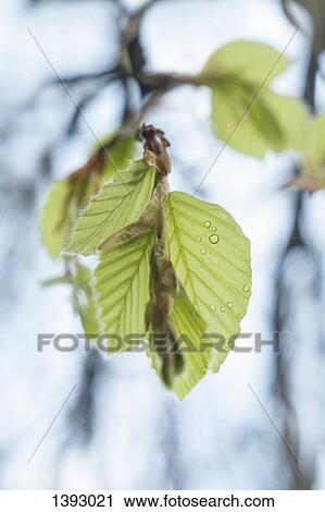 Water drops on tree leaves View Large Photo Image Stock Image - Water drops on tree leaves. Fotosearch