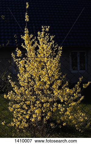 Yellow plant growing by chainlink fence at park View Large Photo Image Stock Photo - Yellow plant growing by chainlink fence at park. Fotosearch
