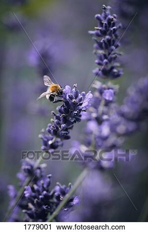Stock Image - A bee pollinating lavender. Fotosearch
