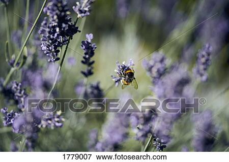 A bee pollinating lavender View Large Photo Image Stock Photo - A bee pollinating lavender. Fotosearch