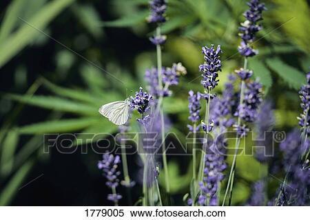 Stock Photography - A butterfly on lavender. Fotosearch