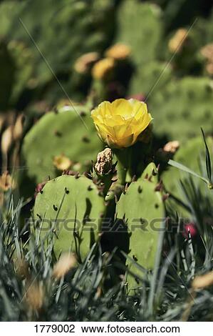 A prickly pear cactus in bloom View Large Photo Image Stock Image - A prickly pear cactus in bloom. Fotosearch