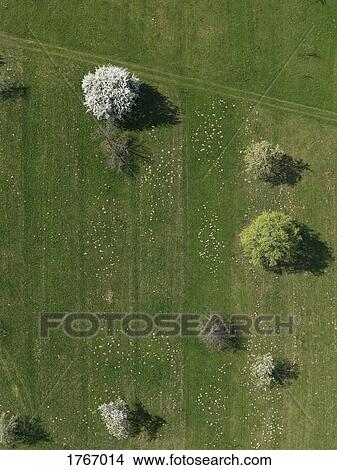 Aerial view rural green field and trees, Hohenheim, Baden-Wuerttemberg, Germany View Large Photo Image Picture - Aerial view rural green field and trees, Hohenheim, Baden-Wuerttemberg, Germany. Fotosearch