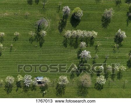 Aerial view rural green field and trees, Hohenheim, Baden-Wuerttemberg, Germany View Large Photo Image Stock Image - Aerial view rural green field and trees, Hohenheim, Baden-Wuerttemberg, Germany. Fotosearch