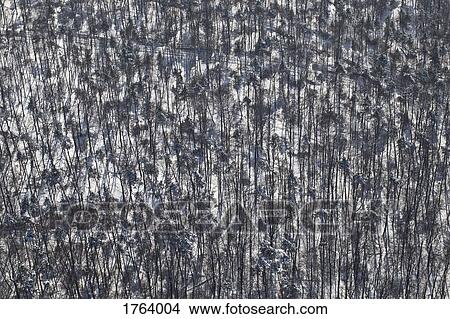 Aerial view snowy forest of trees View Large Photo Image Picture - Aerial view snowy forest of trees. Fotosearch