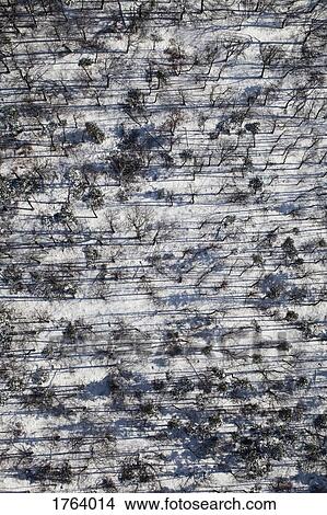 Aerial view snowy forest of trees View Large Photo Image Picture - Aerial view snowy forest of trees. Fotosearch