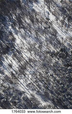 Aerial view snowy forest of trees View Large Photo Image Stock Image - Aerial view snowy forest of trees. Fotosearch
