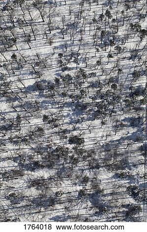 Aerial view snowy forest of trees View Large Photo Image Stock Photo - Aerial view snowy forest of trees. Fotosearch
