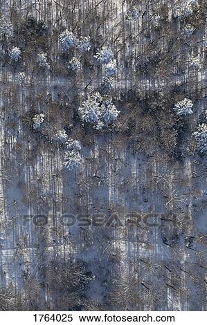 Stock Photography - Aerial view snowy forest of trees. Fotosearch
