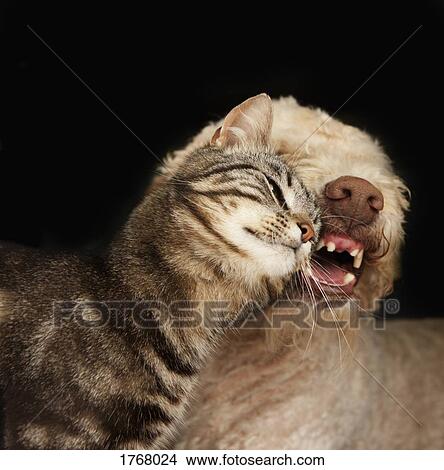 Affectionate cat rubbing on dog View Large Photo Image Picture - Affectionate cat rubbing on dog. Fotosearch