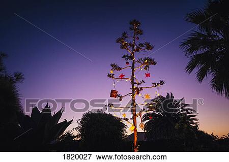 Stock Photo - Agave blossom tree decorated with Christmas ornaments, Costa Teguise, Lanzarote, Spain. Fotosearch