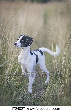 Alert dog standing amidst grass in field View Large Photo Image Stock Photo - Alert dog standing amidst grass in field. Fotosearch