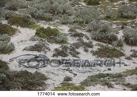 Animal skeleton in sand View Large Photo Image Picture - Animal skeleton in sand. Fotosearch