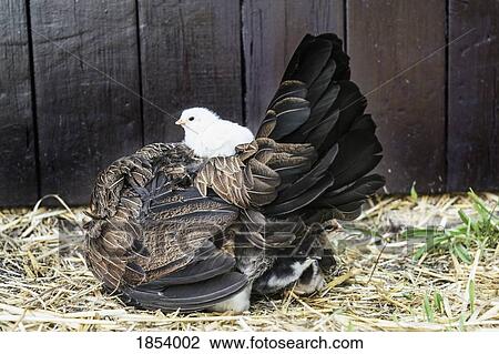 Stock Image - Baby chick laying on top of hen in straw. Fotosearch