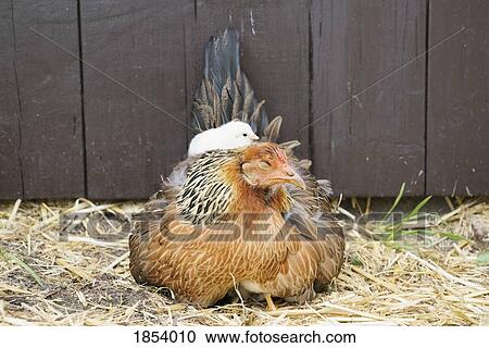 Stock Image - Baby chick laying on top of hen in straw. Fotosearch