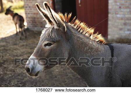 Baby donkey on farm View Large Photo Image Stock Photo - Baby donkey on farm. Fotosearch