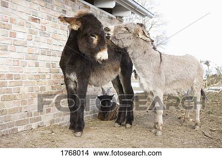 Picture - Baby donkeys and goat on farm. Fotosearch