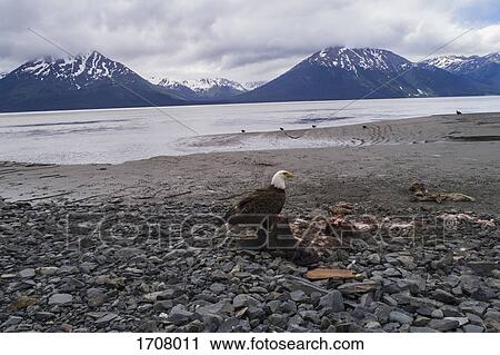 Bald eagle perching on dead animal against sky, Anchorage, Alaska, USA View Large Photo Image Stock Image - Bald eagle perching on dead animal against sky, Anchorage, Alaska, USA. Fotosearch