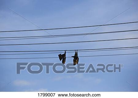 Bats sleeping, hanging upside down on telephone line against blue sky View Large Photo Image Stock Photo - Bats sleeping, hanging upside down on telephone line against blue sky. Fotosearch