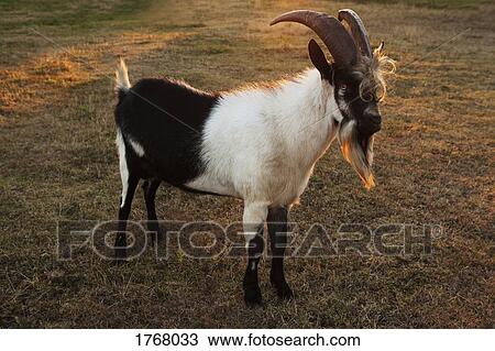 Bearded goat on farm View Large Photo Image Stock Image - Bearded goat on farm. Fotosearch