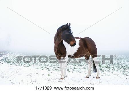Beautiful brown and white horse in snowy, rural field View Large Photo Image Stock Photo - Beautiful brown and white horse in snowy, rural field. Fotosearch