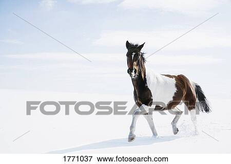 Beautiful brown and white horse running in snowy field View Large Photo Image Stock Photo - Beautiful brown and white horse running in snowy field. Fotosearch