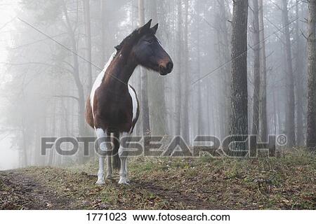 Beautiful horse in foggy forest View Large Photo Image Stock Image - Beautiful horse in foggy forest. Fotosearch