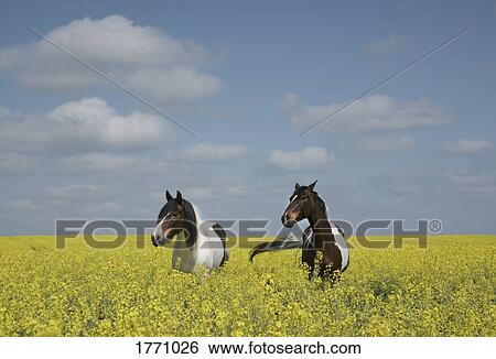 Beautiful horses in sunny, idyllic canola field View Large Photo Image Stock Photograph - Beautiful horses in sunny, idyllic canola field. Fotosearch
