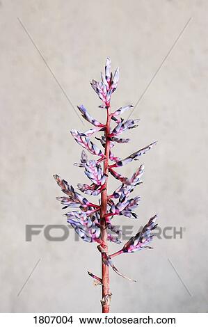 Beautiful purple and red plant View Large Photo Image Picture - Beautiful purple and red plant. Fotosearch