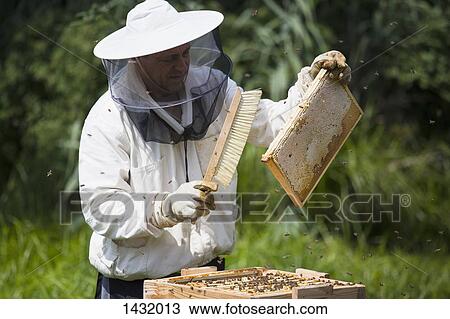 Beekeeper brushing bees from frame of hive at farm View Large Photo Image Stock Image - Beekeeper brushing bees from frame of hive at farm. Fotosearch