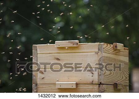 Bees flying around beehive at farm View Large Photo Image Stock Image - Bees flying around beehive at farm. Fotosearch