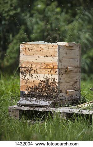 Bees on beehive at farm View Large Photo Image Picture - Bees on beehive at farm. Fotosearch