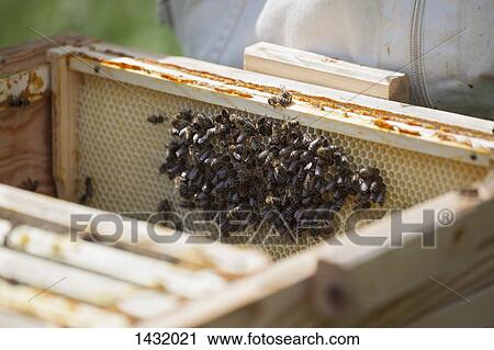 Bees on honeycomb at farm View Large Photo Image Stock Image - Bees on honeycomb at farm. Fotosearch