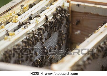 Bees on honeycombs at farm View Large Photo Image Picture - Bees on honeycombs at farm. Fotosearch