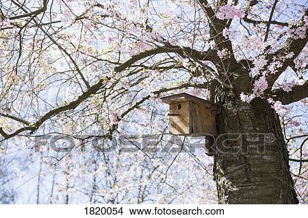 Birdhouse in idyllic spring cherry blossom tree View Large Photo Image Picture - Birdhouse in idyllic spring cherry blossom tree. Fotosearch