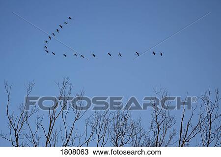 Birds flying in blue sky View Large Photo Image Stock Image - Birds flying in blue sky. Fotosearch