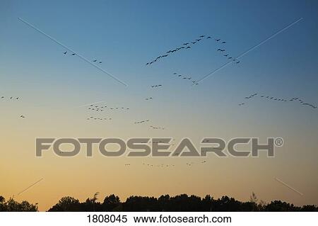 Birds flying in sky at sunset View Large Photo Image Stock Photography - Birds flying in sky at sunset. Fotosearch