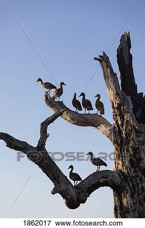 Birds perched on branches of dead tree, Kakadu National Park, Australia View Large Photo Image Stock Photo - Birds perched on branches of dead tree, Kakadu National Park, Australia. Fotosearch