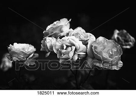 Black and white decaying roses View Large Photo Image Stock Image - Black and white decaying roses. Fotosearch