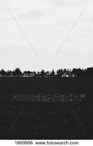 Stock Photograph - Black and white trees lining rural field. Fotosearch