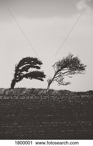 Black and white windblown trees leaning in field View Large Photo Image Stock Image - Black and white windblown trees leaning in field. Fotosearch